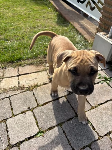 Cuccioli american pitbull terrier  | Foto 4