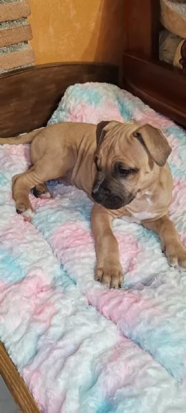 Cuccioli american pitbull terrier  | Foto 3