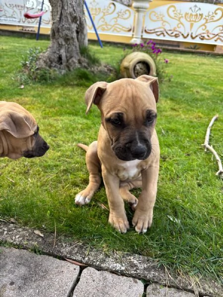 Cuccioli american pitbull terrier  | Foto 2