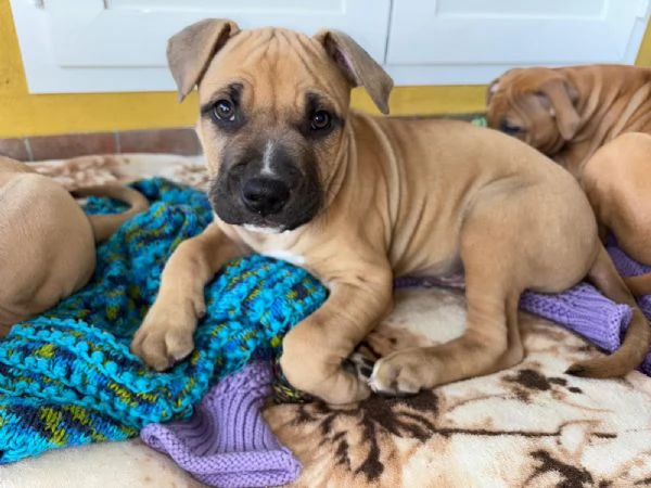 Cuccioli american pitbull terrier  | Foto 1