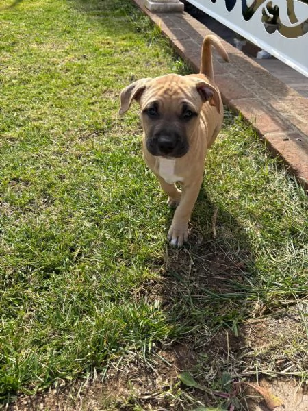 Cuccioli american pitbull terrier  | Foto 0