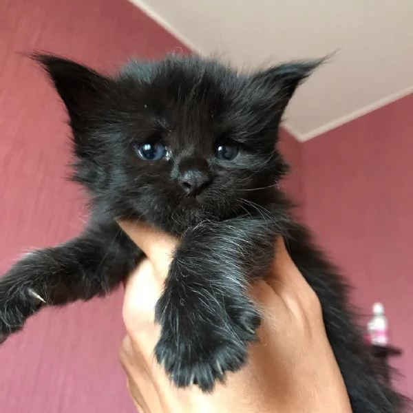 Disponibili simpatici gatti del Mainecoon