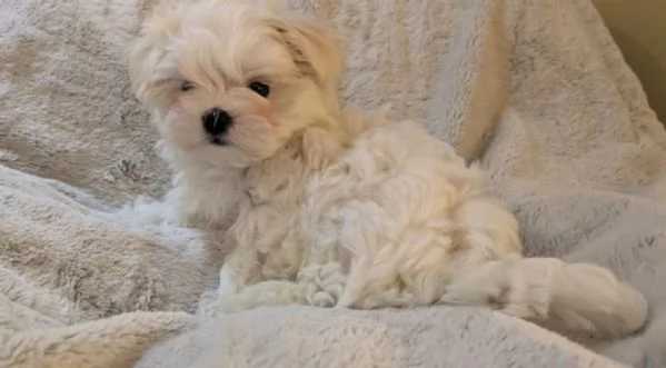 Bellissimi cuccioli maltesi disponibili subito per l'adozione | Foto 1