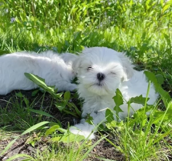 Disponibile bellissima femminuccia di Maltese