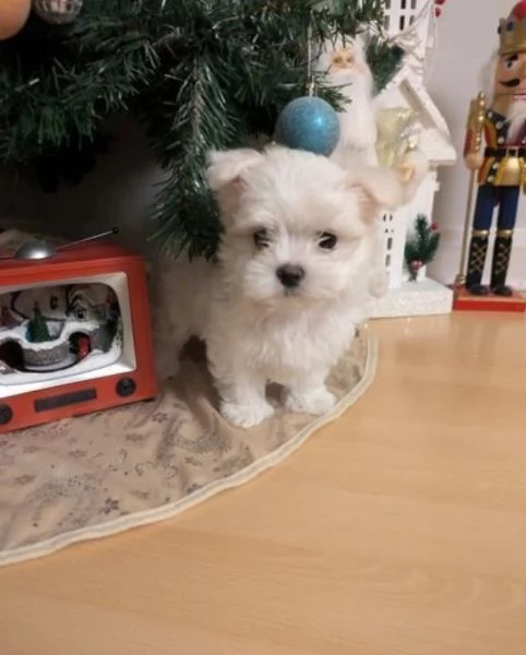 CUCCIOLI DI Maltese ALLEVATI CON AMORE per adozione