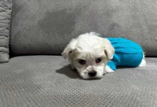 CUCCIOLI DI Maltese ALLEVATI CON AMORE per adozione | Foto 5
