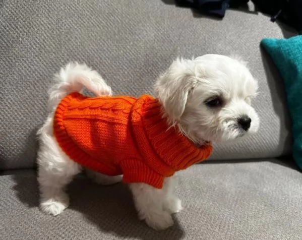 CUCCIOLI DI Maltese ALLEVATI CON AMORE per adozione