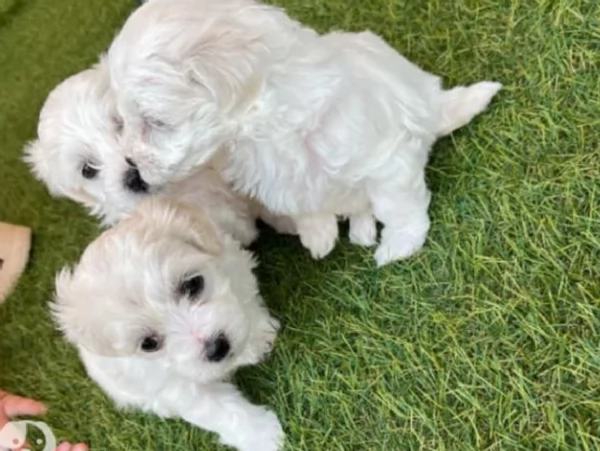 CUCCIOLI DI Maltese ALLEVATI CON AMORE per adozione | Foto 0