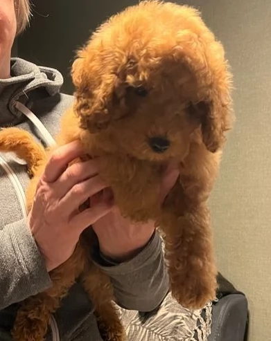 Dolcissimi cuccioli di barboncino 