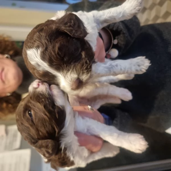Cuccioli di Lagotto Romagnolo disponibili – Eccellente Pedigree e Carattere! | Foto 0