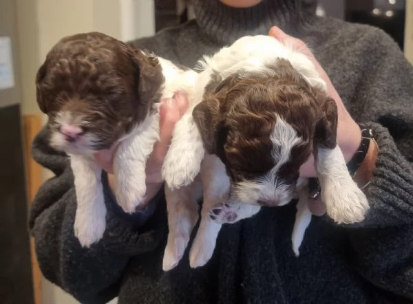Cuccioli di Lagotto Romagnolo disponibili – Eccellente Pedigree e Carattere!