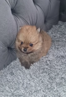 Meravigliosi cuccioli di Pomerania