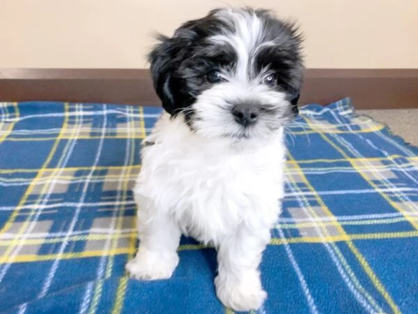 cuccioli di havanese carini