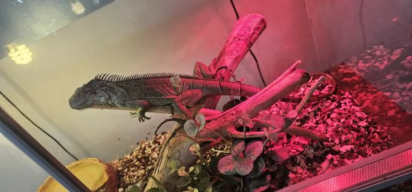 IGUANA 90 CM | Foto 3