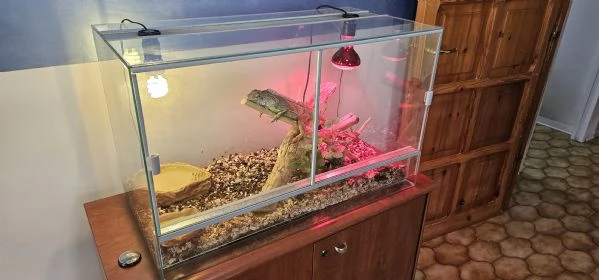 IGUANA 90 CM | Foto 2