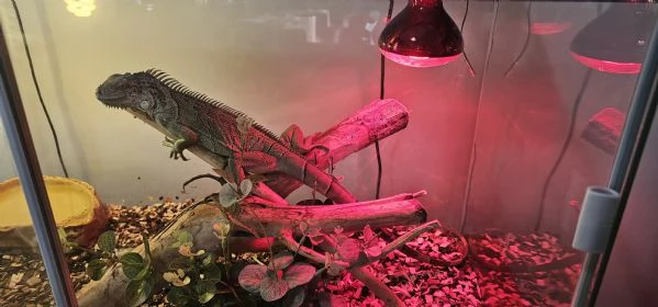 IGUANA 90 CM | Foto 1