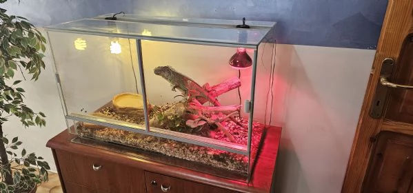IGUANA 90 CM | Foto 0