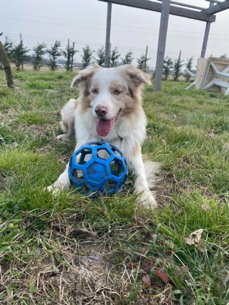 Allevamento amatoriale code di zucchero