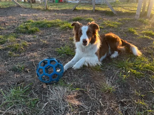 Allevamento amatoriale code di zucchero | Foto 0