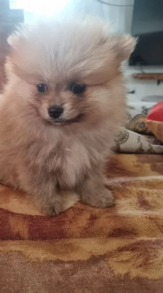Cuccioli di Spitz di Pomerania
