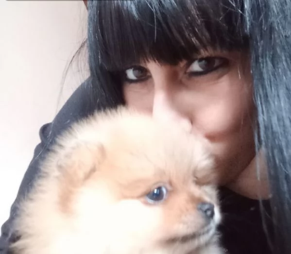 Cuccioli di Spitz di Pomerania | Foto 4