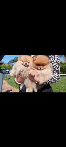 Cuccioli di Spitz di Pomerania | Foto 3