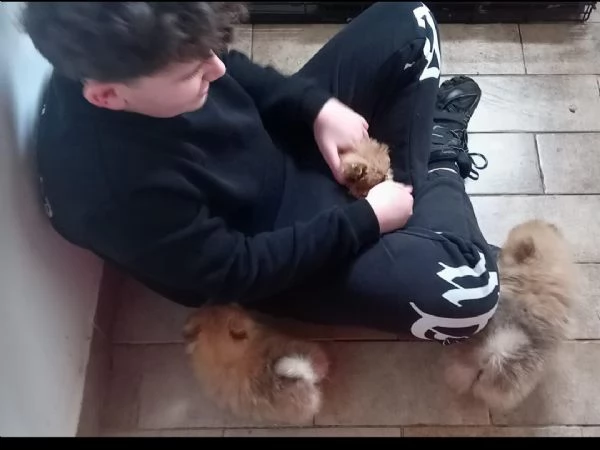 Cuccioli di Spitz di Pomerania | Foto 2