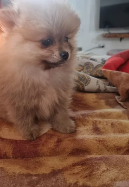 Cuccioli di Spitz di Pomerania | Foto 1