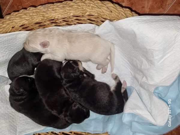 Cuccioli in adozione