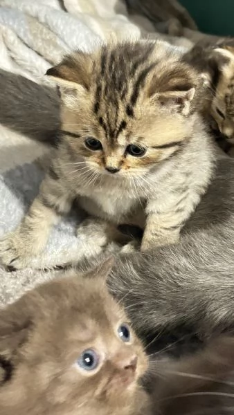 Cuccioli scottisc | Foto 5