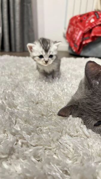 Cuccioli scottisc | Foto 4