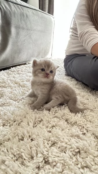 Cuccioli scottisc | Foto 3