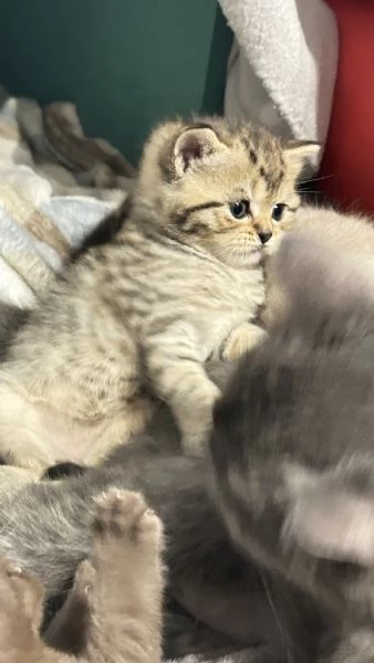 Cuccioli scottisc | Foto 1