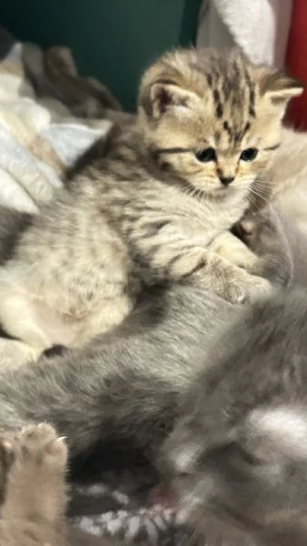 Cuccioli scottisc | Foto 0