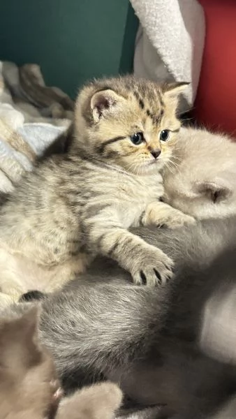 Cuccioli scottisc | Foto 6