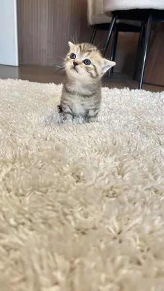 Cuccioli scottisc | Foto 5