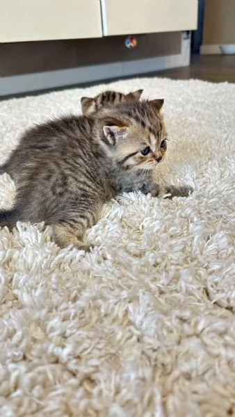 Cuccioli scottisc | Foto 4