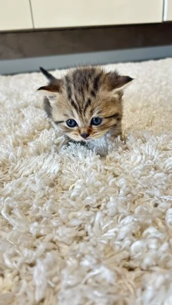 Cuccioli scottisc | Foto 1