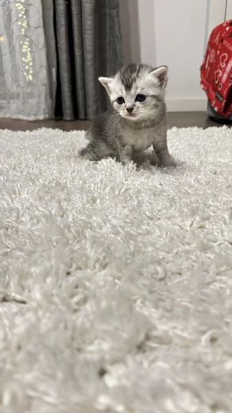 Cuccioli scottisc | Foto 0