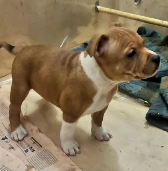 Staffordshire bull terrier | Foto 3