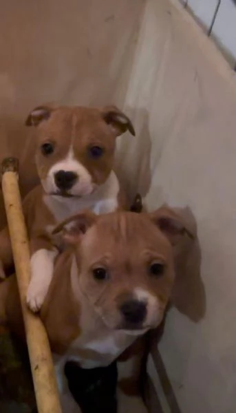Staffordshire bull terrier | Foto 2