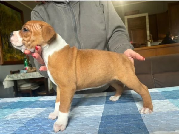 Staffordshire bull terrier | Foto 1