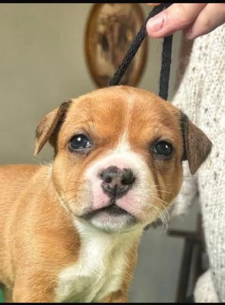 Staffordshire bull terrier | Foto 0