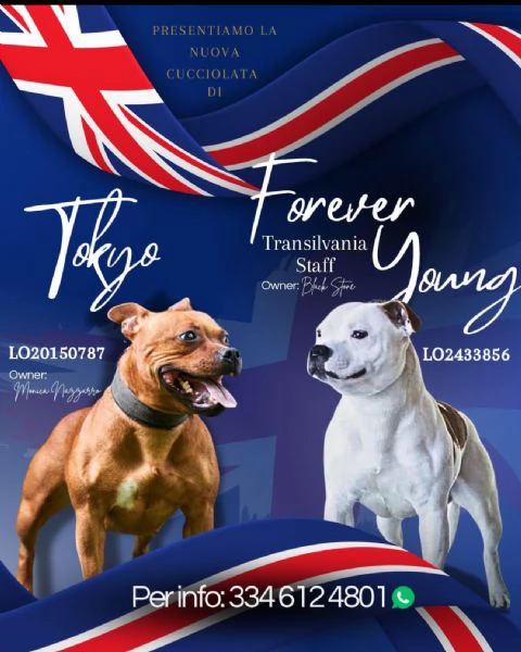 Staffordshire bull terrier