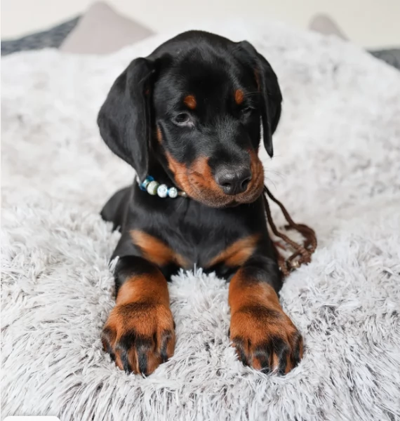 Cucciolo in adozione Dobermann