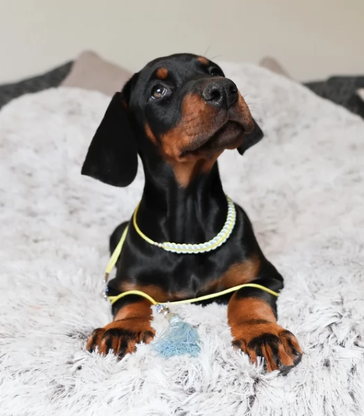 Cucciolo di Dobermann ora pronto