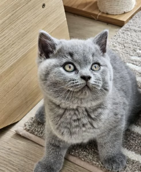 Gattini British Shorthair dolcissimi