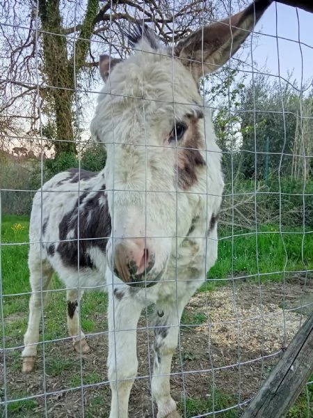 Asino di due anni | Foto 4