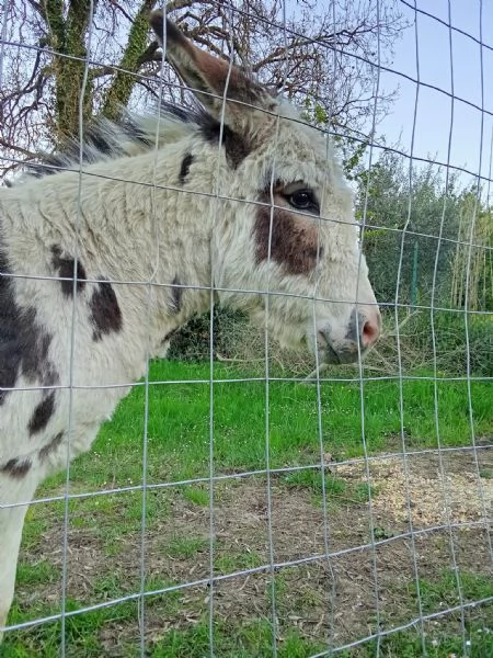 Asino di due anni | Foto 3