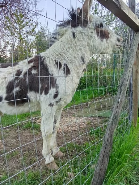 Asino di due anni | Foto 1